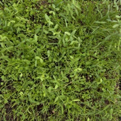 Peaceful Valley Dryland Erosion Fire Recovery Mix Nitrocoated (lb) -Brandt Butik MG 1112 web