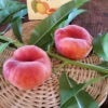 Potted Scarlet Halo Donut Peach Tree -Brandt Butik Scarlet Halo Donut Peach