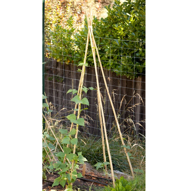 Bamboo Stakes - 7' (Pack Of 10) 4 Bamboo Stakes - 7' (Pack Of 10) - Billede 2