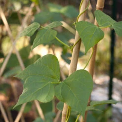 Bamboo Stakes - 7' (Pack Of 10) 7 Bamboo Stakes - 7' (Pack Of 10) -Brandt Butik bamboo1 a