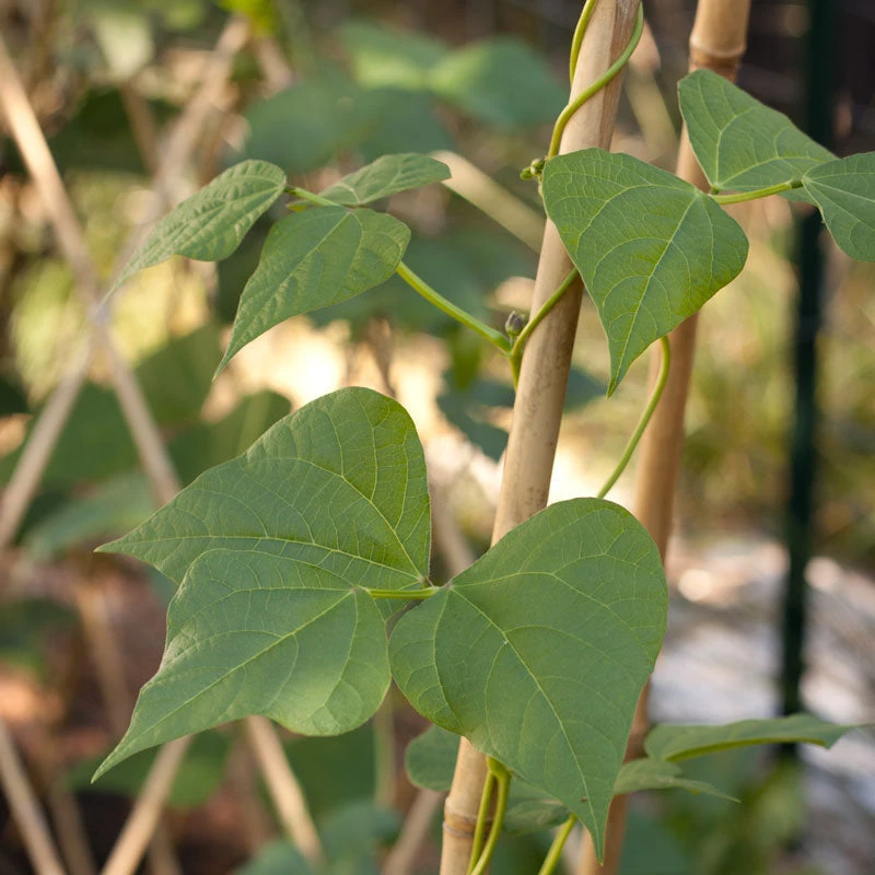 Bamboo Stakes - 7' (Pack Of 10) 5 Bamboo Stakes - 7' (Pack Of 10) - Billede 3