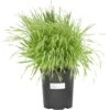 Beardless Barley Seed (lb) -Brandt Butik beardless barley seed lb