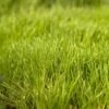 Blando Brome Grass Seed (lb) -Brandt Butik blando brome grass seed lb