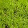 Buffalo Grass Seed (lb) -Brandt Butik buffalo grass seed lb
