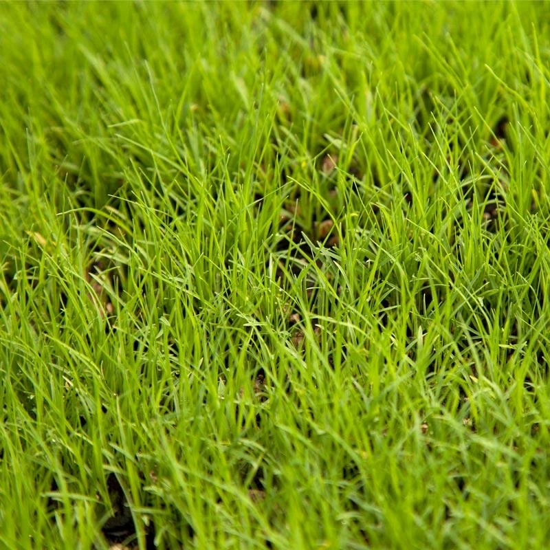 Buffalo Grass Seed (lb) 3 Buffalo Grass Seed (lb)