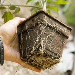 CowPots - 3" Square 6 Pack (Pack Of 3) -Brandt Butik cowpot roots