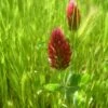 Crimson Clover - Nitrocoated Seed (lb) -Brandt Butik crimson clover nitrocoated seed lb