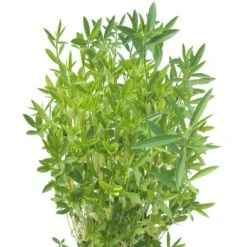 Crotolaria Juncea Sunn Hemp - Raw Seed (lb)