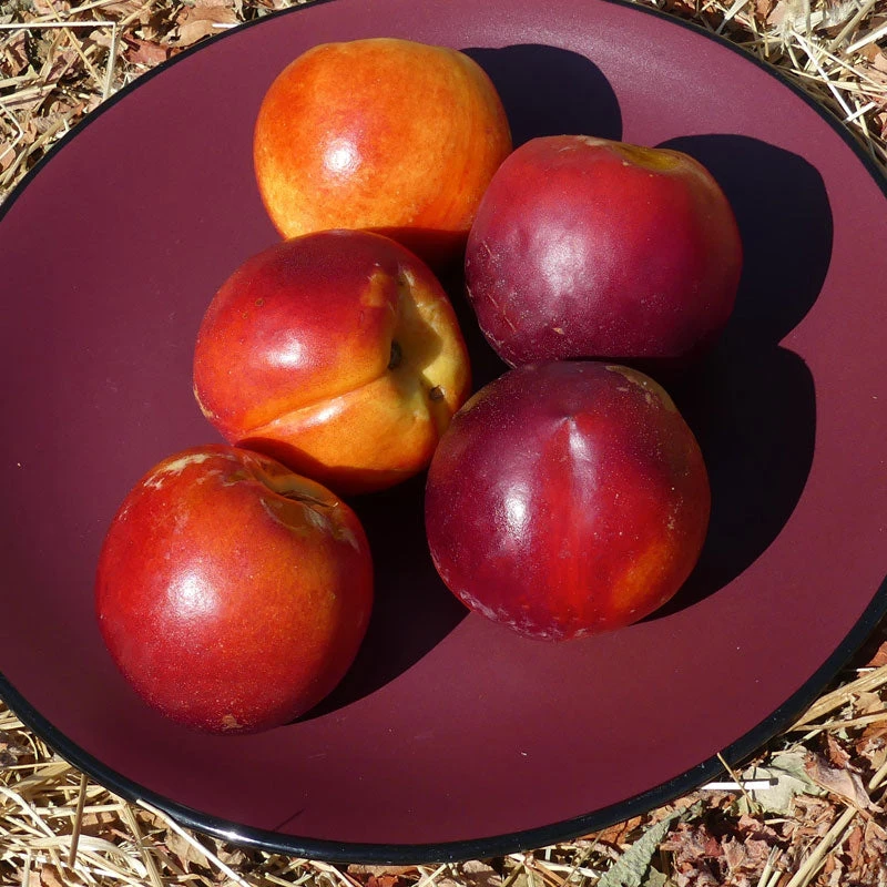 Potted Double Delight Nectarine Tree 2 Potted Double Delight Nectarine Tree