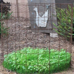 Peaceful Valley Omega-3 Chicken Forage Blend For Irrigated Land - Nitrocoated Seed (lb) 12 Peaceful Valley Omega-3 Chicken Forage Blend For Irrigated Land - Nitrocoated Seed (lb) -Brandt Butik dsc 0751