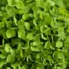 Dutch White Clover - Nitrocoated Seed (lb) -Brandt Butik dutch white clover nitrocoated seed lb