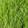 Fescue, Covar Sheep Seed (lb) -Brandt Butik fescue covar sheep seed lb