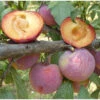 Flavor King Plumcot Tree 1 Flavor King Plumcot Tree -Brandt Butik flavor king plumcot B