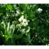 Frostmaster Peas - Raw Seed (Lb) -Brandt Butik frostmaster pea