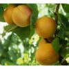 Golden Sweet Apricot Tree -Brandt Butik golden sweet apricot B
