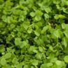Ladino White Clover - Nitrocoated Seed (lb) -Brandt Butik ladino white clover nitrocoated seed lb