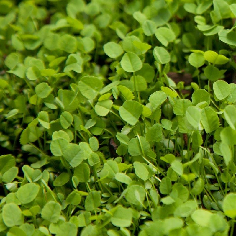 Ladino White Clover - Nitrocoated Seed (lb) 3 Ladino White Clover - Nitrocoated Seed (lb)