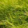 Molate Fescue Native Grass Seed (lb) -Brandt Butik molate fescue native grass seed lb