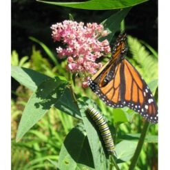 Peaceful Valley Save The Monarch Kit - Southeast (1/8 Lb) 7 Peaceful Valley Save The Monarch Kit - Southeast (1/8 Lb) -Brandt Butik monarch web 1