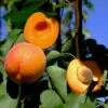 Orange Knockout Apricot Tree 2 Orange Knockout Apricot Tree -Brandt Butik orange knockout apricot B