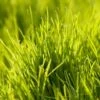 Oregon Annual Ryegrass Seed (lb) -Brandt Butik oregon annual ryegrass seed lb