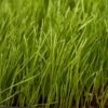 Organic Festulolium, Rye Fescue (lb) -Brandt Butik organic festulolium rye fescue lb