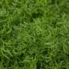Organic Hairy Vetch - Raw Seed (lb) -Brandt Butik organic hairy vetch raw seed lb