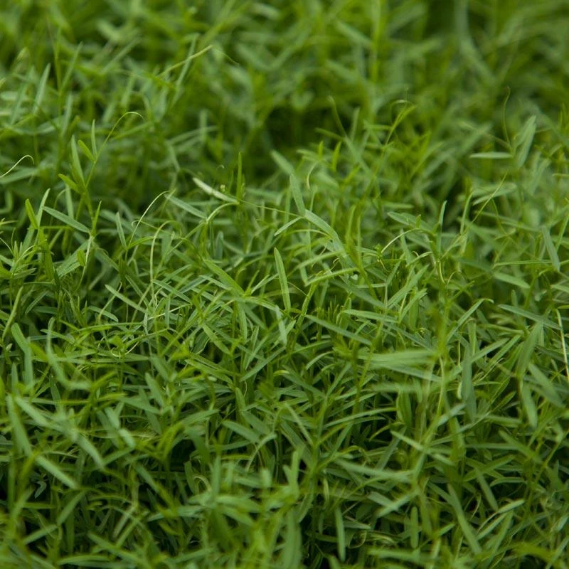 Organic Hairy Vetch - Raw Seed (lb) 3 Organic Hairy Vetch - Raw Seed (lb)