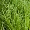Organic Orchardgrass (lb) -Brandt Butik organic orchardgrass lb