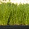 Organic Ryegrass, Oregon Annual (lb) 2 Organic Ryegrass, Oregon Annual (lb) -Brandt Butik organic ryegrass oregon annual lb