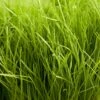 Organic Ryegrass, Tetraploid Perennial (lb) -Brandt Butik organic ryegrass tetraploid perennial lb