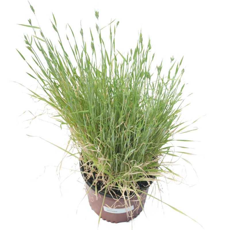 Organic Triticale Seed (lb) 3 Organic Triticale Seed (lb)