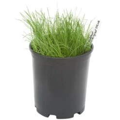 Fremhævede Produkter 5 Peaceful Valley Bloat Resistant Irrigated Pasture Mix - Nitrocoated Seed (lb)