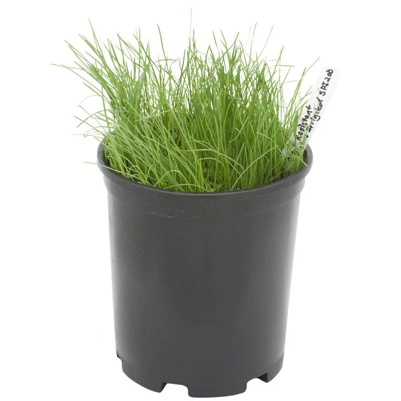 Peaceful Valley Bloat Resistant Irrigated Pasture Mix - Nitrocoated Seed (lb) 3 Peaceful Valley Bloat Resistant Irrigated Pasture Mix - Nitrocoated Seed (lb)