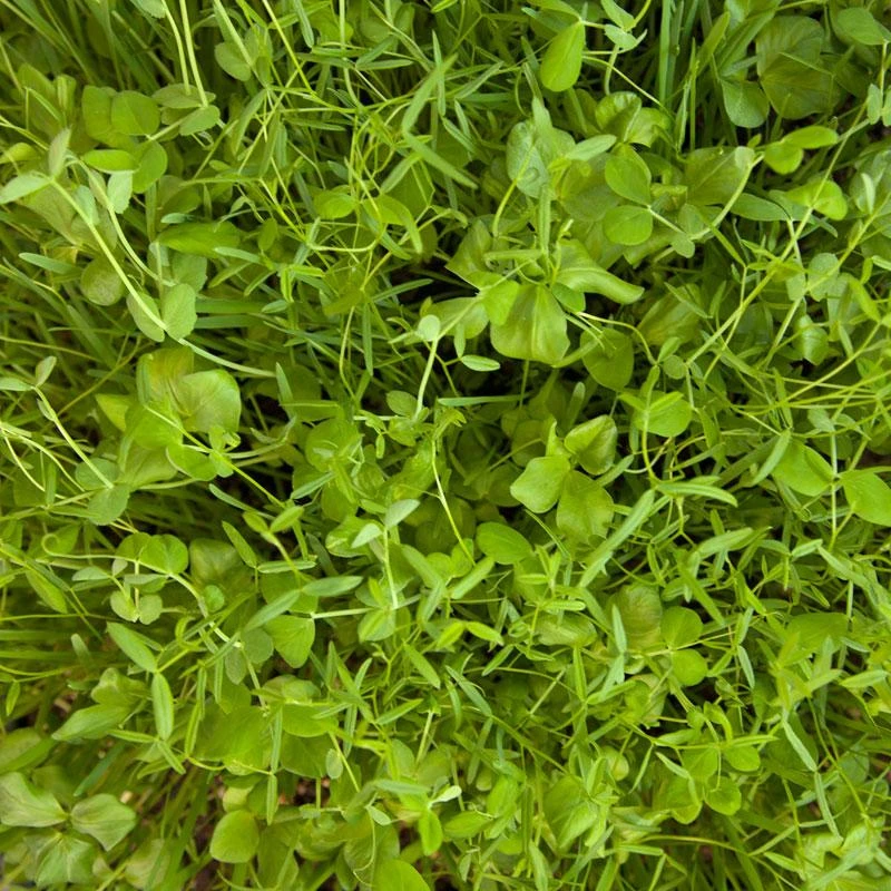 Peaceful Valley Budget Soil Builder Mix - Raw Seed (lb) 3 Peaceful Valley Budget Soil Builder Mix - Raw Seed (lb)