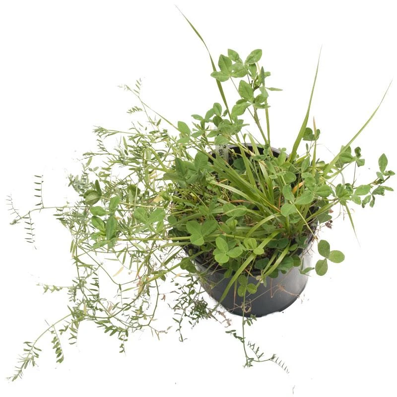 Peaceful Valley Dryland Wildlife Food & Habitat Mix - Nitrocoated Seed (lb) 3 Peaceful Valley Dryland Wildlife Food & Habitat Mix - Nitrocoated Seed (lb)