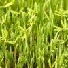 Peaceful Valley Forage Blend Dryland Pasture Mix - Raw Seed (lb) -Brandt Butik peaceful valley forage blend dryland pasture mix raw seed lb