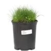 Peaceful Valley Mini Perennial Clover & Grass Mix - Nitrocoated Seed (lb) -Brandt Butik peaceful valley mini perennial clover and grass mix nitrocoated seed lb