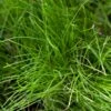 Peaceful Valley Native Lawn Mix - Seed (lb) -Brandt Butik peaceful valley native lawn mix seed lb
