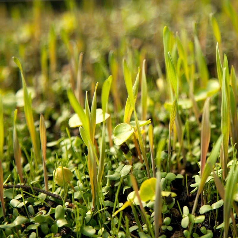 Peaceful Valley Omega-3 Chicken Forage Blend For Irrigated Land - Nitrocoated Seed (lb) 3 Peaceful Valley Omega-3 Chicken Forage Blend For Irrigated Land - Nitrocoated Seed (lb)