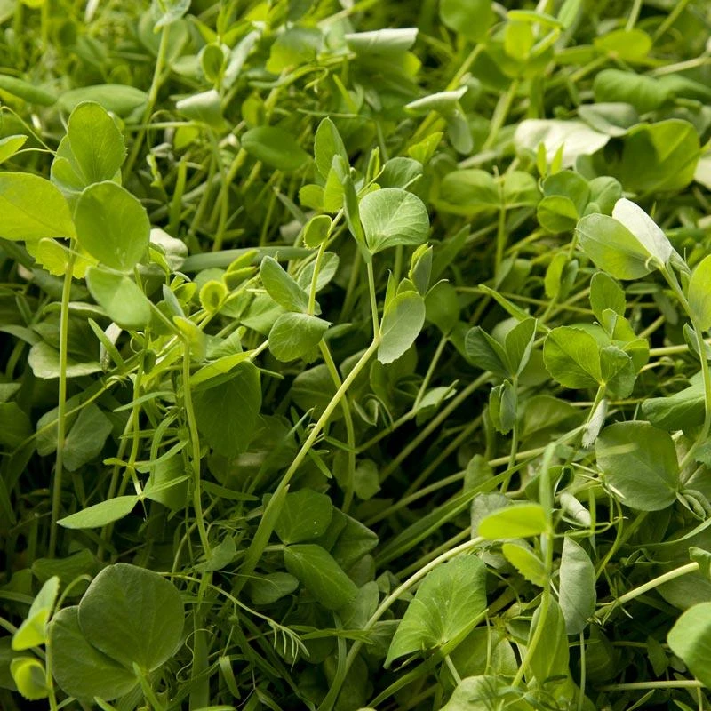 Peaceful Valley Organic Premium Soil Builder Mix - Raw Seed (lb) 3 Peaceful Valley Organic Premium Soil Builder Mix - Raw Seed (lb)