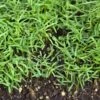 Peaceful Valley Organic Vetch Mix Raw (lb) -Brandt Butik peaceful valley organic vetch mix raw lb