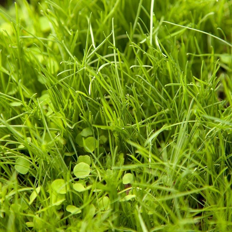 Peaceful Valley Premium Horse Irrigated Pasture Mix - Nitrocoated Seed (lb) 3 Peaceful Valley Premium Horse Irrigated Pasture Mix - Nitrocoated Seed (lb)