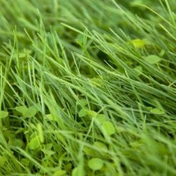 Peaceful Valley Roadway Mix - Nitrocoated Seed (lb)