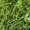 Peaceful Valley Sod Buster Mix - Seed (lb) -Brandt Butik peaceful valley sod buster mix seed lb