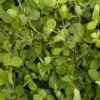 Peaceful Valley Winter Edible Cover Crop Mix - Raw Seed (lb) 2 Peaceful Valley Winter Edible Cover Crop Mix - Raw Seed (lb) -Brandt Butik peaceful valley winter edible cover crop mix raw seed lb