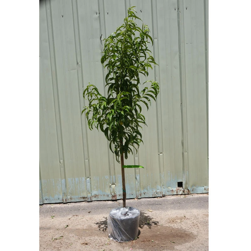 Potted Double Delight Nectarine Tree 3 Potted Double Delight Nectarine Tree - Billede 2