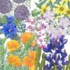 Peaceful Valley California Native Pollinator Blend (1/4 Lb) -Brandt Butik pv california native pollinator blend 1 4 lb