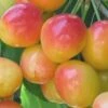 Dwarf Rainier Cherry Tree 1 Dwarf Rainier Cherry Tree -Brandt Butik rainier cherry tree dwarf