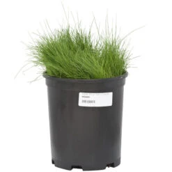 Molate Fescue Native Grass Seed (lb) -Brandt Butik scg065 b